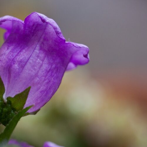 Nahaufnahme einer Glockenblume