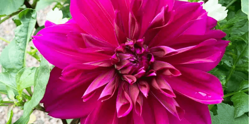 dahlia