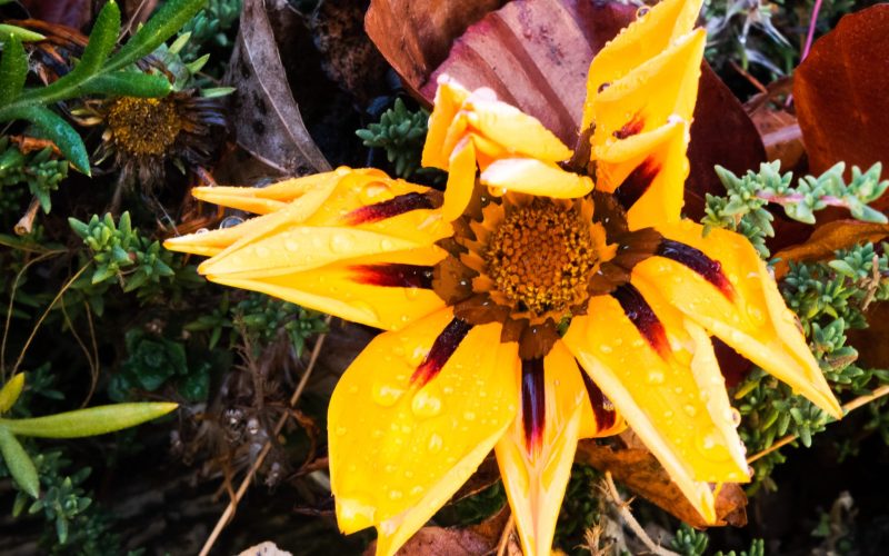 gazania yellow