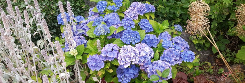 hortensia