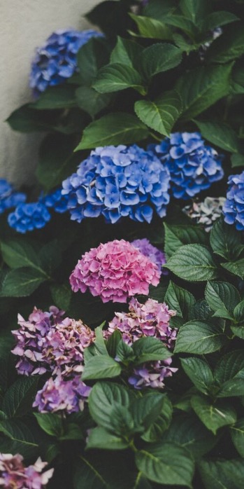 närbildhortensia