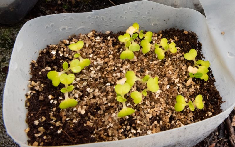 pak choi seedlings (2)