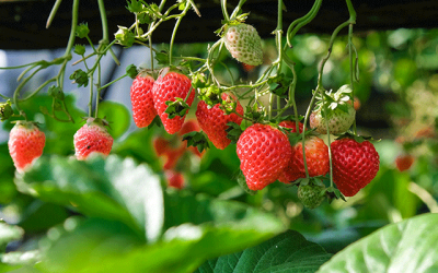 July is mid-summer, which for many Gardeners means sunshine, hot weather and for many of us – drought. Here are our July tips for a smarter garden!