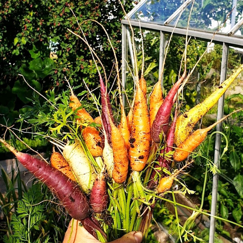 Morot - så i juli för skörd i höst