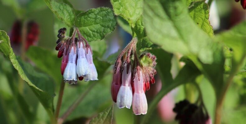 närbildblommor