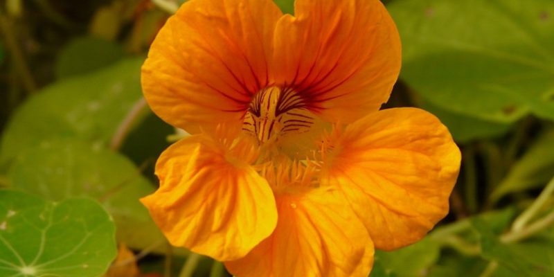 orangeblomma