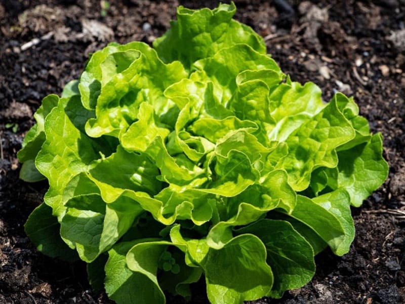 Sallad gardening