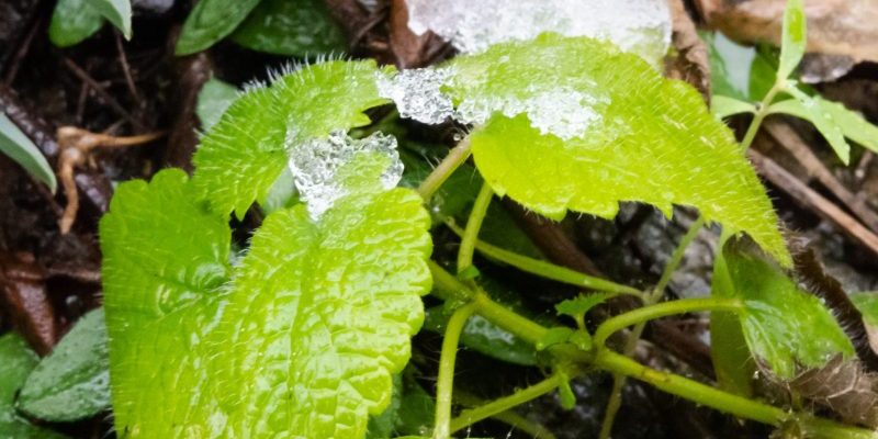 Apple mint with ice