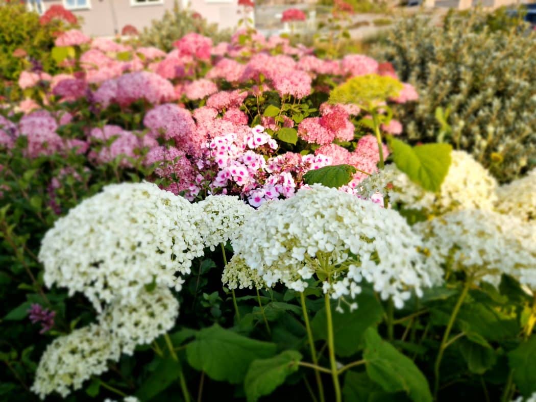 Vita och rosa perenner, hortensia och flox