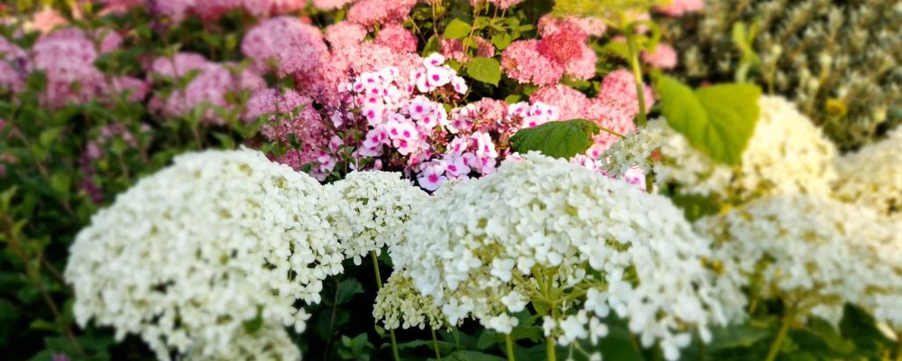 Vita och rosa perenner, hortensia och flox