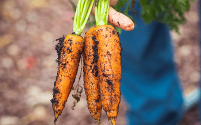 September Gardening Tips and To-Do List for Every Zone and Region