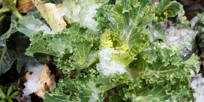 kale with sleet