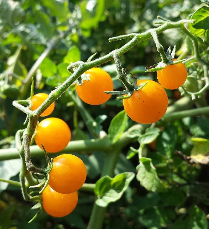 Wikimedia commons - Sukkerknald - Solanum lycopersicum