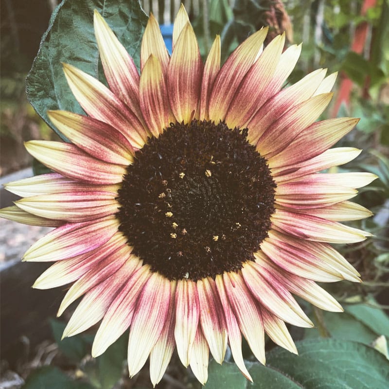 Solros - Jenny Lofstrom - Gardenize