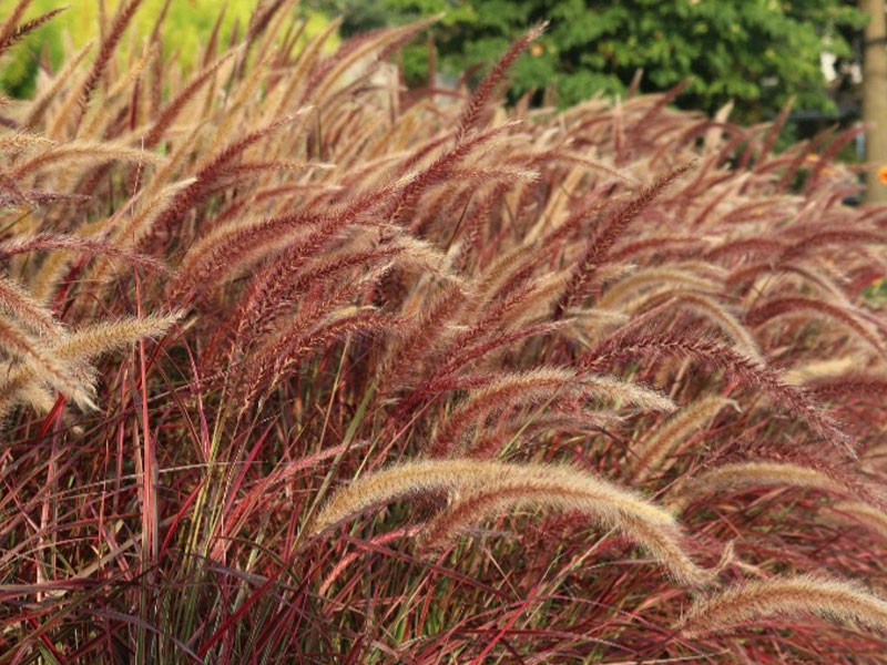 grass in garden