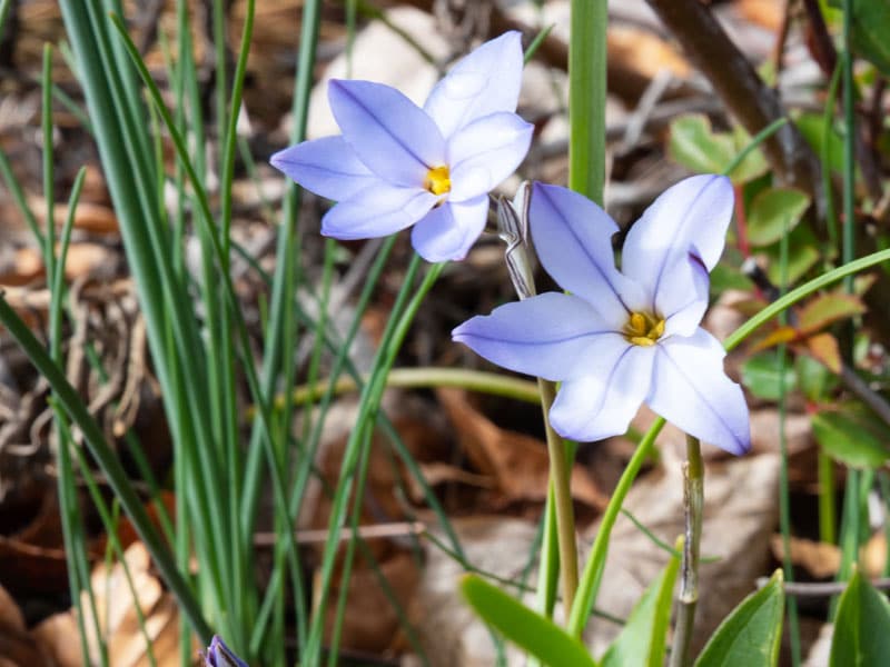 Ipheion - Gardenize