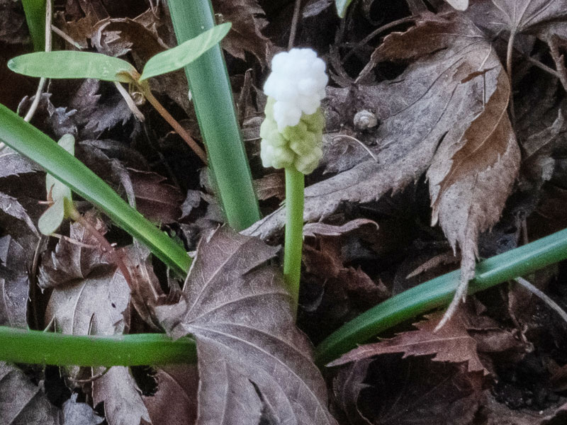 White muscari - Gardenize