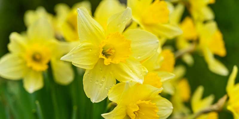 1-800x400px-gardenize-heading-easter-lily 1-800x400px-gardenize-heading-easter-lily