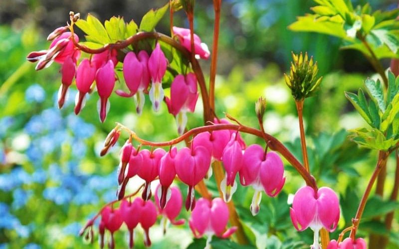3-800x600px-gardenize-bleeding-heart 3-800x600px-gardenize-bleeding-heart