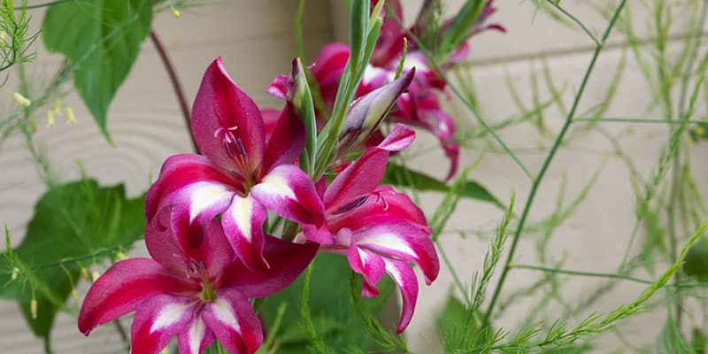 Gladiolus species