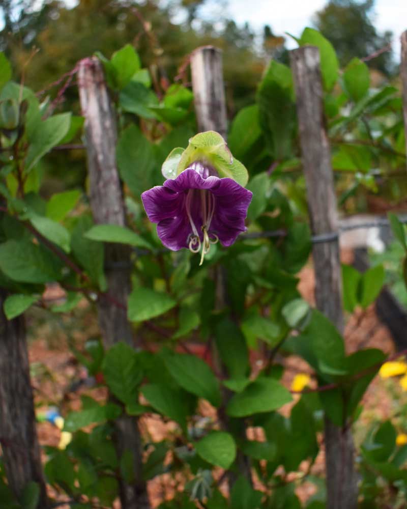 gardenize sommarblomma