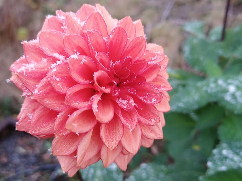 Dahlia med snö