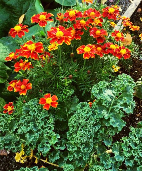 5-1000x800px-gardenize-tagetes-gronkal-samplantering