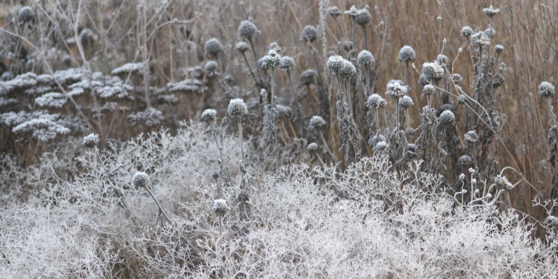 Blütenstände im Winter