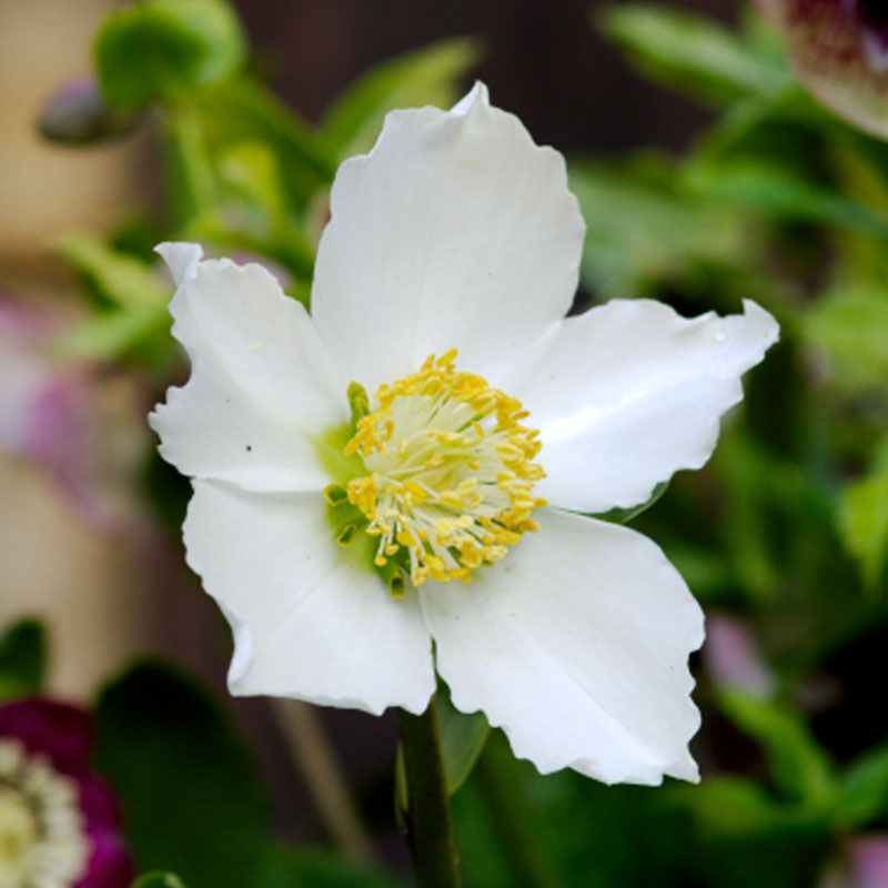 Christrose - Gardenize