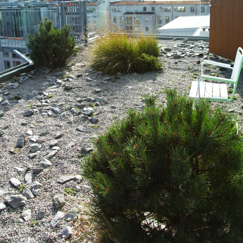 Växter på blåsig balkong - Gardenize