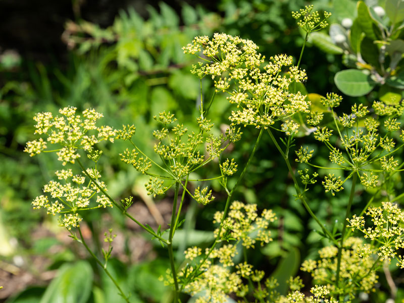 Parsley New Zeeland