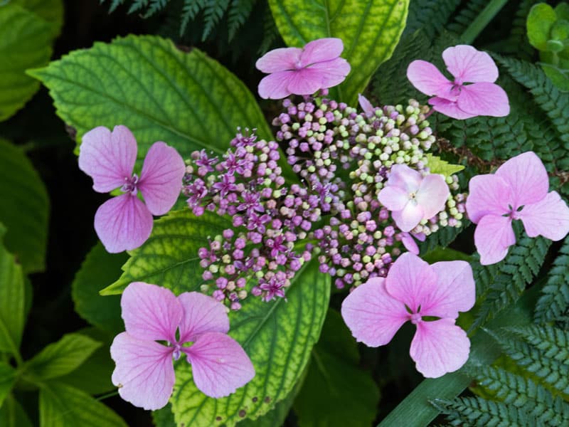 Hydrangea