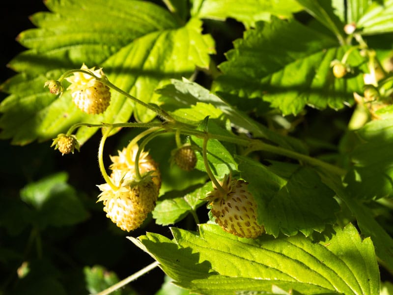 Strawberries