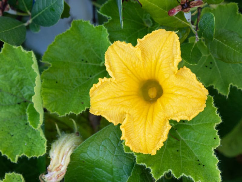 Pumpkin flower