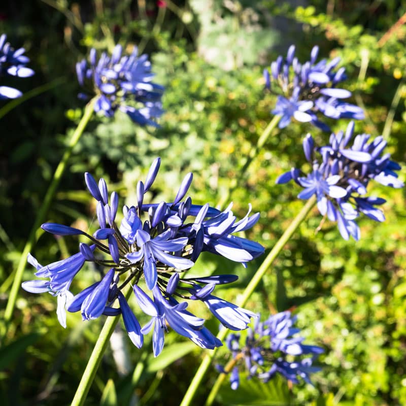 Blue agapanthus