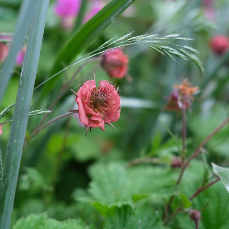 Nejlikrot odla egna snittblommor