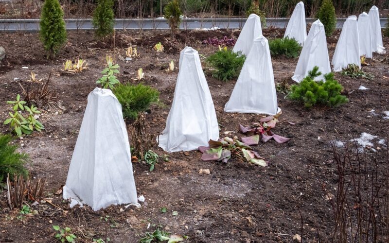 seedlings trees covered