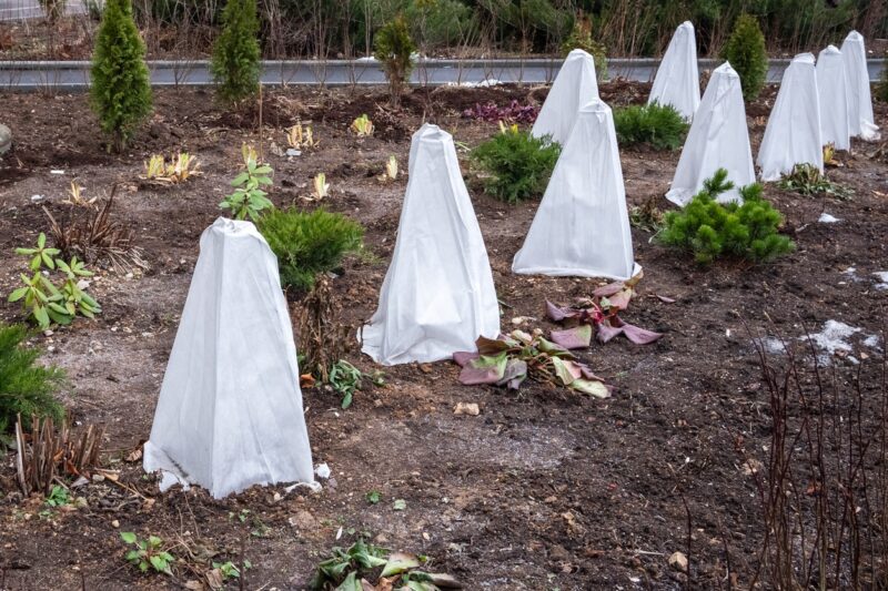 seedlings trees covered