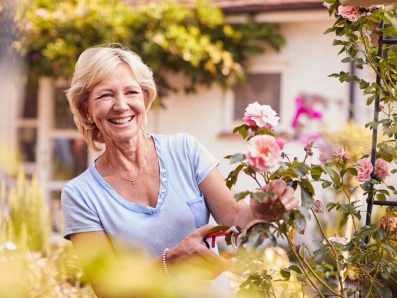 Retired Woman At Work Pruning Roses On Trellis Arch In Garden At Home