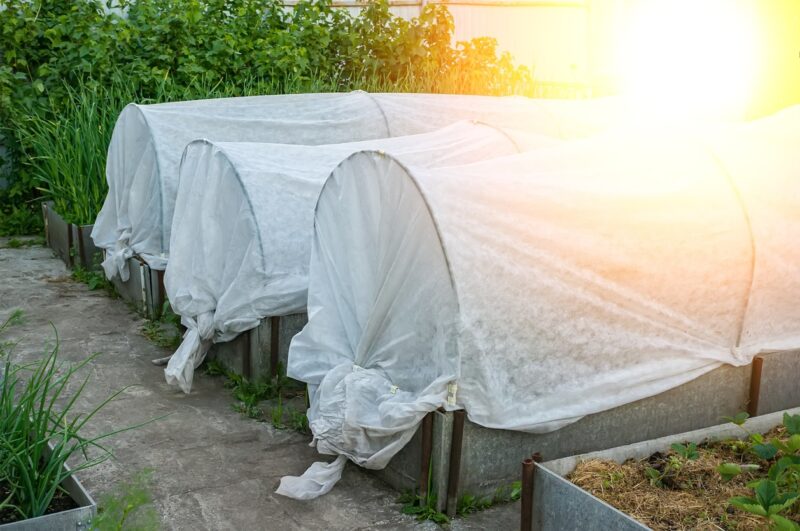 organic coverage of seedlings in the garden.