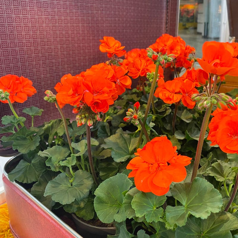 Årets Pelargon 2023