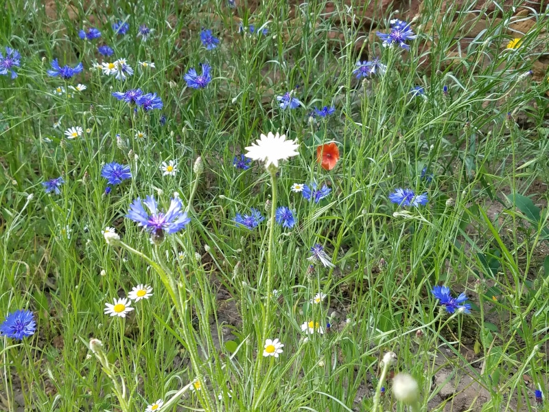 Blühende Wiesenmischung