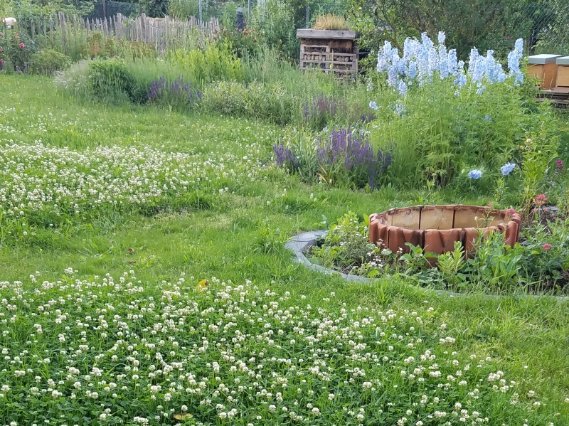 Gras mit blühendem Klee