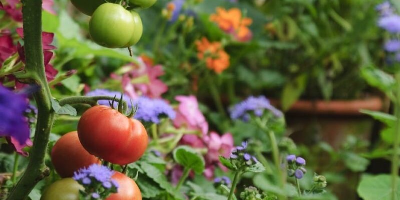 Preparing the garden for spring