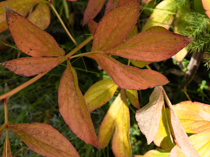 Peony leaves