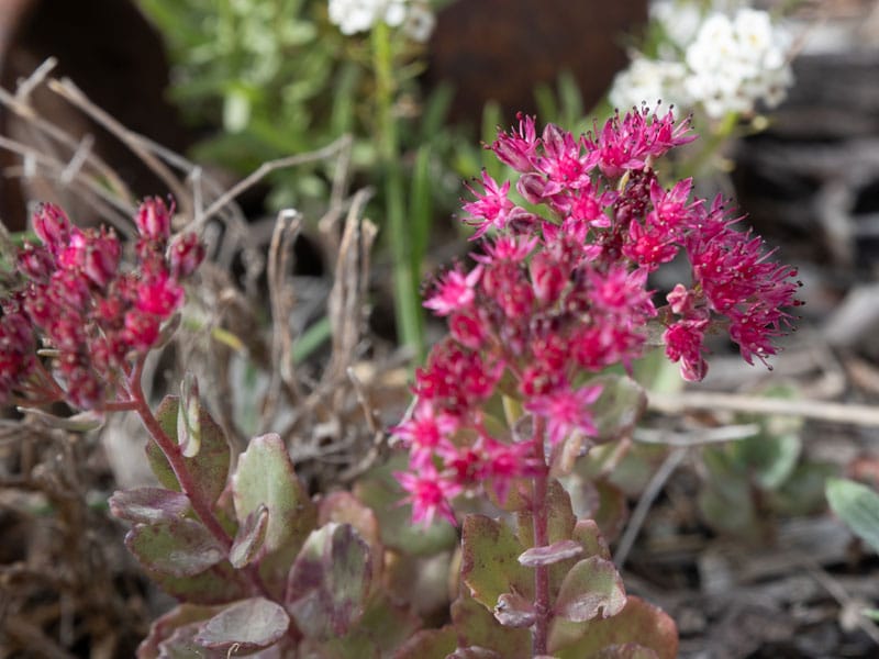 Sedum pink