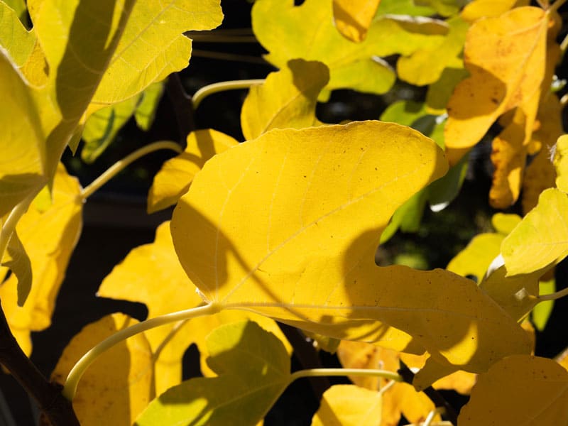 Fig leaves