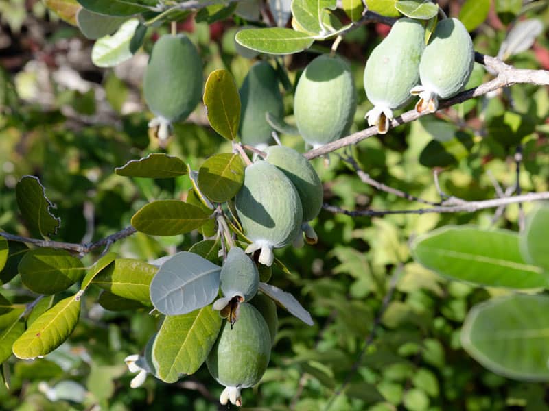 Feijoas