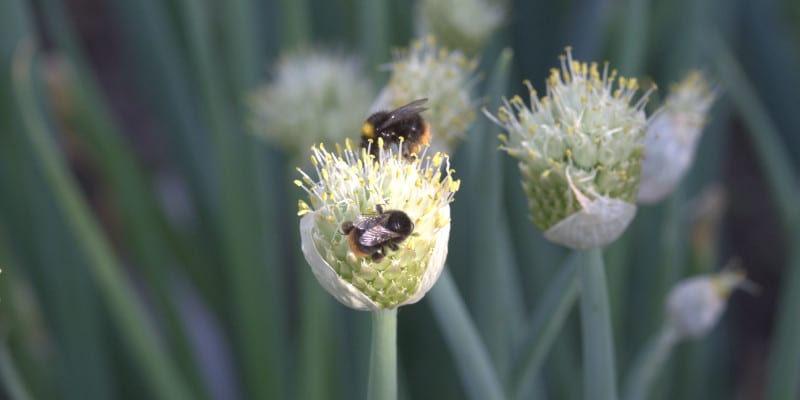 Das Leben der Wildbienen