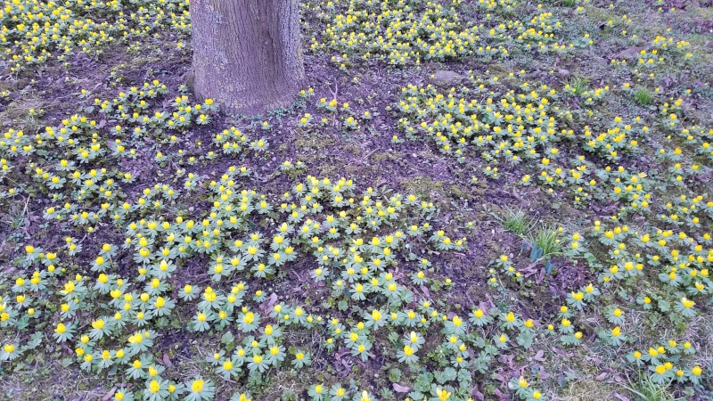 Blühpflanzen für deinen Garten